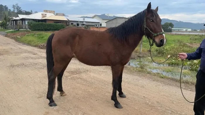 Cavalo Manga Larga Marchador