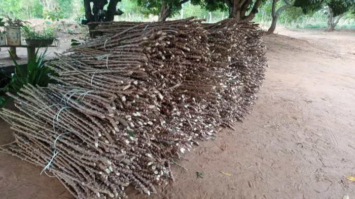 ? FEIXOS DE RAMA DE MANDIOCA ? DIRETO DO PRODUTOR! ?