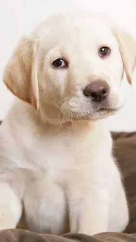 Filhote Labrador para te proteger e correr junto com vc sempre