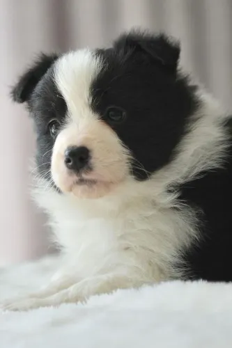 Border Collie Inteligência em Forma de Cão