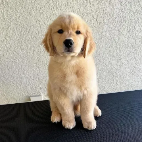 Temos filhotes de Golden Retriever