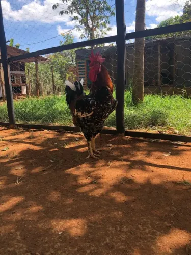 Galinha Sertaneja Balão GSB - Ovos Férteis, Pintinhos e Franguinhos