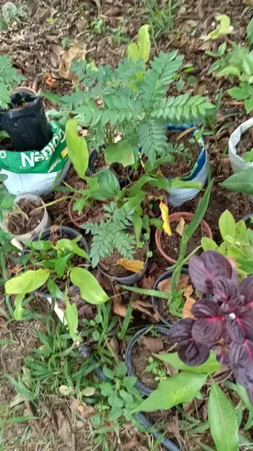 Mudas árvores frutíferas e ornamentais - preços variados