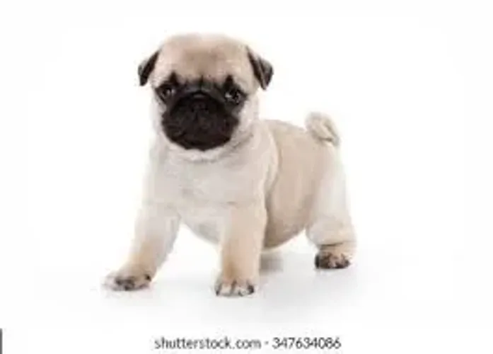 Pug maravilhoso, e doceis, ideal para crianças
