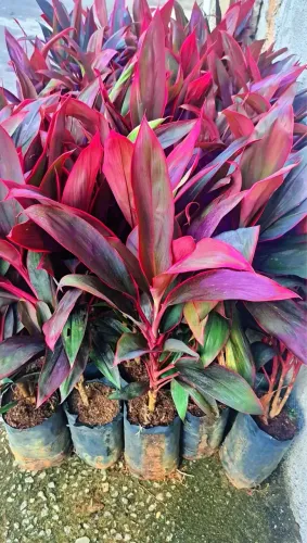 Fornecedor de Dracena