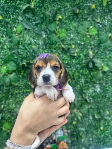 Filhote de Beagle adorável