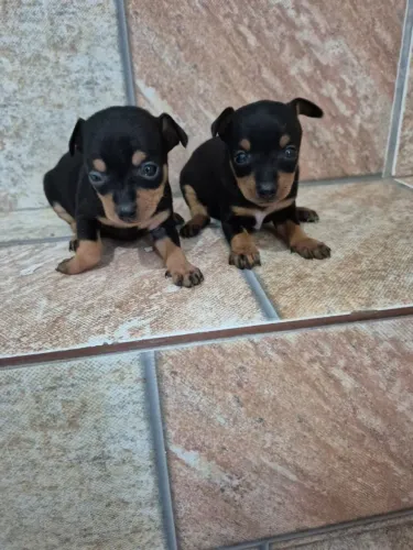 Filhotes de Pinchers com pedigree vermifugados