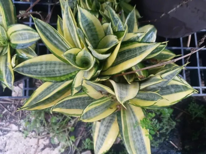 Muda de mine espadinha sansavieria trifasciata