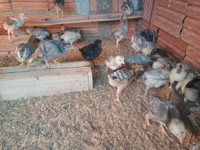 Pintinhos Caipira índio charrua
