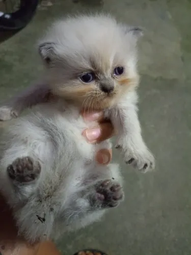 Filhote de gata persa