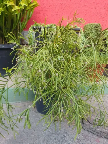Cacto Macarrão