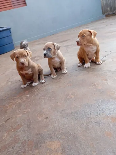 Pitmonster