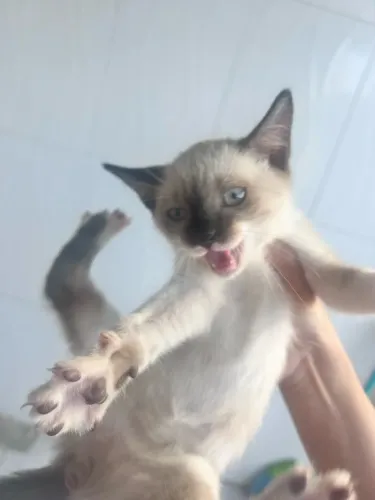 Doa-se Gatos