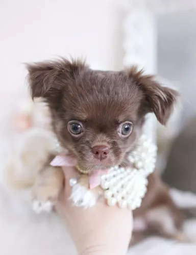 Uma paixão. Um sonho, uma princesinha de pelagem longa