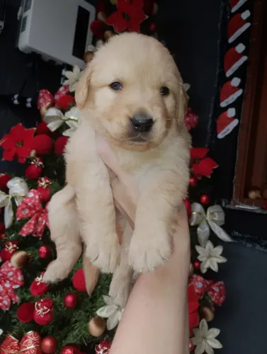 Filhotes Golden Retriever 