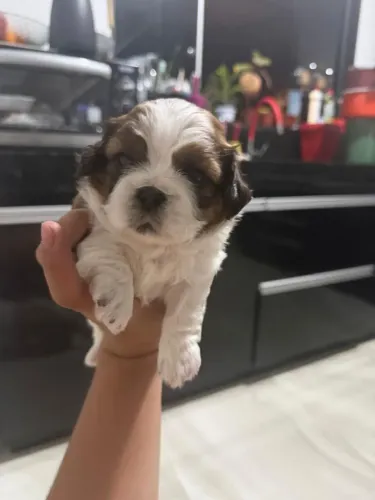 Cachorros de raça