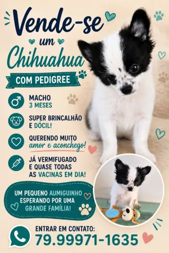 Chihuahua 3 meses com pedigree