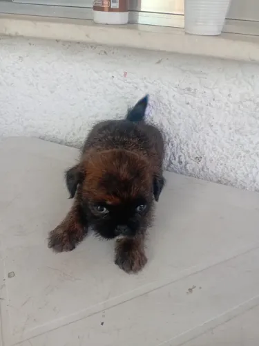Shitzu Mini Linda Fêmea 