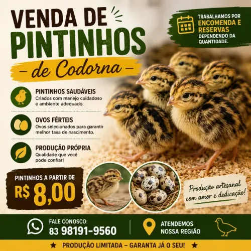Codorna ,ovos férteis 