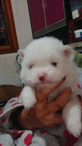 Lulu da Pomerânia 