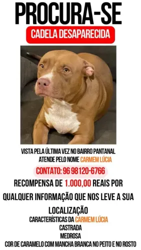 ATENÇÃO ! Doguinha desaparecida, bairro Pantanal zona norte de Macapá, compartilhem!