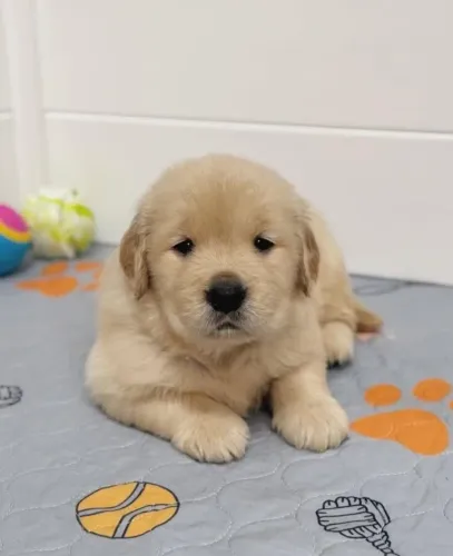 Filhotes de Golden Retriever | Peludinhos cheios de charme natural!