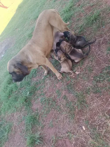 FILA BRASILEIRO filhotes