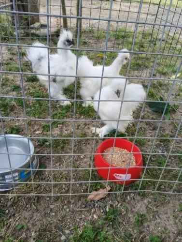 Frangotes de: galinha sedosa do Japão,pintinhos de perus e tailandês