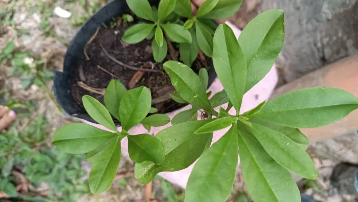 Plantas ornamentais