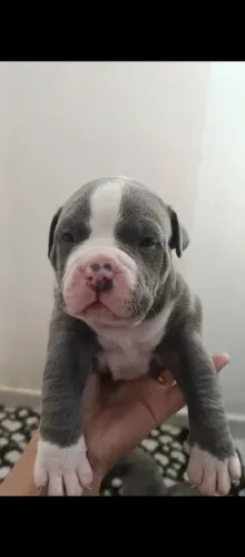 Filhote American bully 