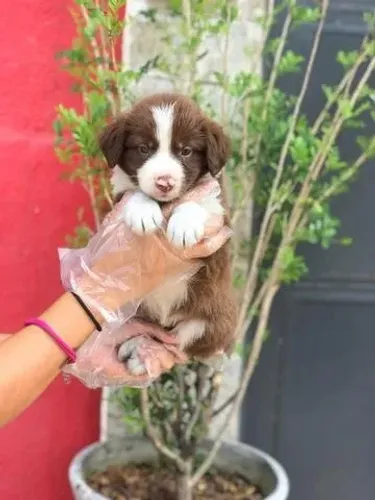 Border collie- Lindos filhotes disponíveis-Loja Física para Você Comprar com Tranquilidade