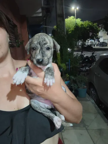 Cachorrinha