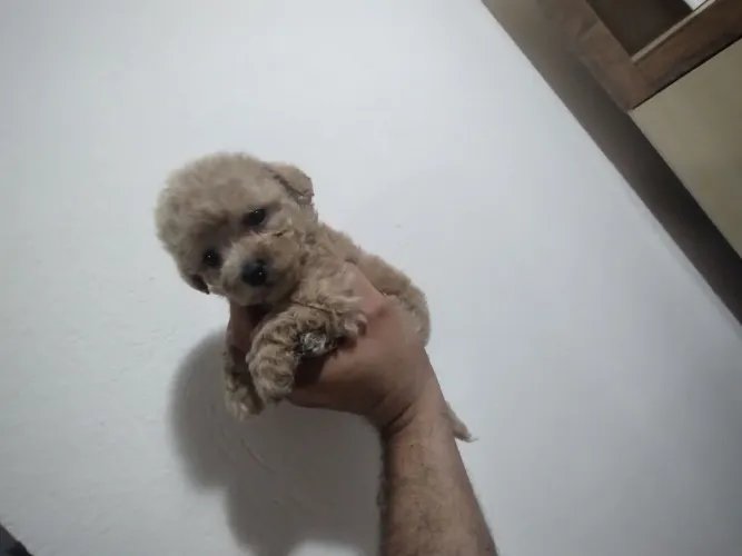 Poodle femea e macho 