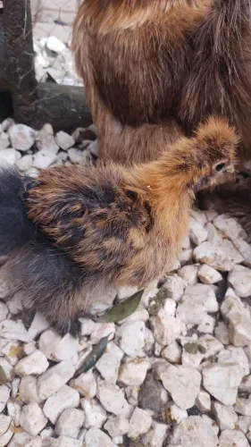 Galinha sedosa aves