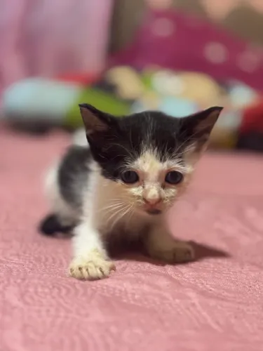 Doando um gatinho Macho 