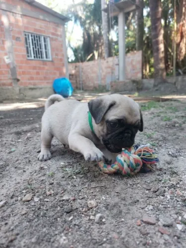 Pug femea filhote