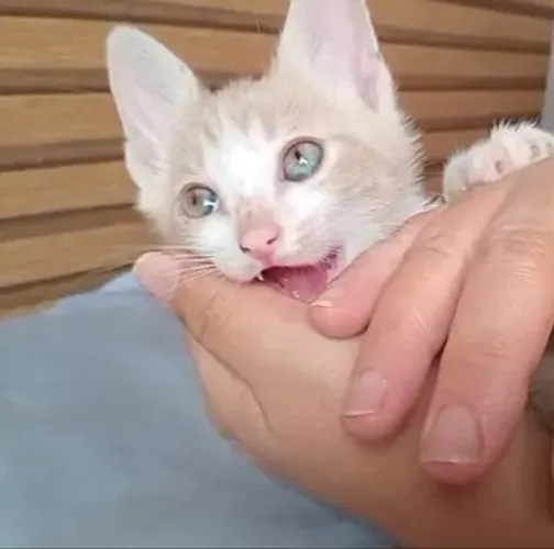 Gatinhos para adoção responsável!