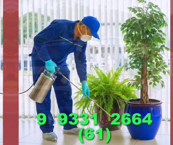 Dedetização: você já fez uma limpeza completa na sua casa?