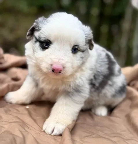 Filhotes de Border Collie | Companheiro para todas as fases.