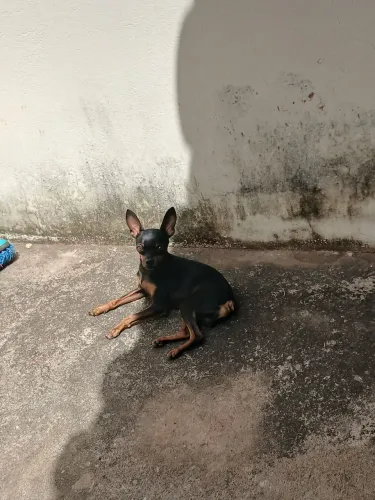 Pinscher macho