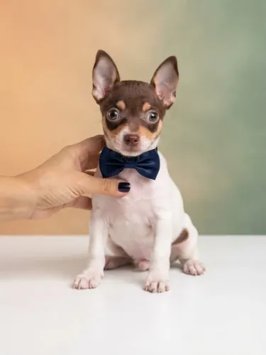 Pinscher Menino Lindo e Carinhoso