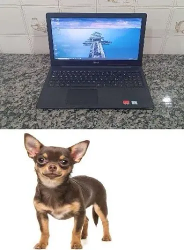 Troco Note Dell x Chihuahua Para Minha Filha