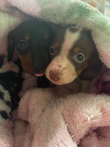 Daschund(linguicinha) Macho