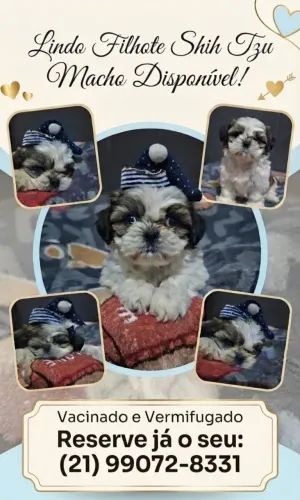 ? Filhotes de Shih Tzu Micro Disponíveis!