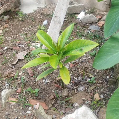 Mudas Abacate avocado.