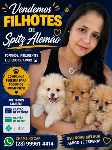 Zpits alemão anaozinho