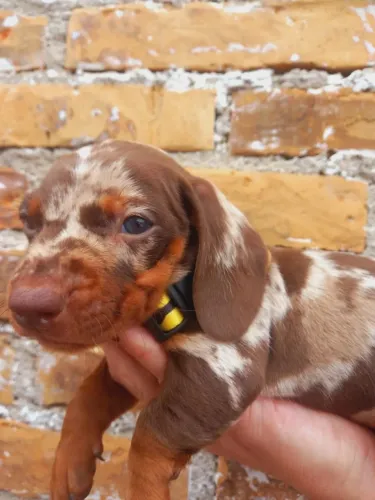 Lindo filhote Dachshund macho Arlequim chocolate