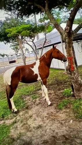 Égua Pampa