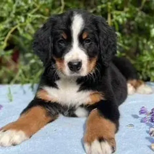 Bernese Mountain Dog,Bernese Mountain Dog Filhote Top Padrão da Raça