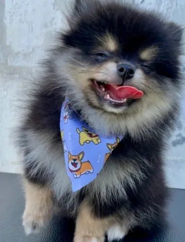 Lindos Filhotes Lulu Pomerânia Machinhos